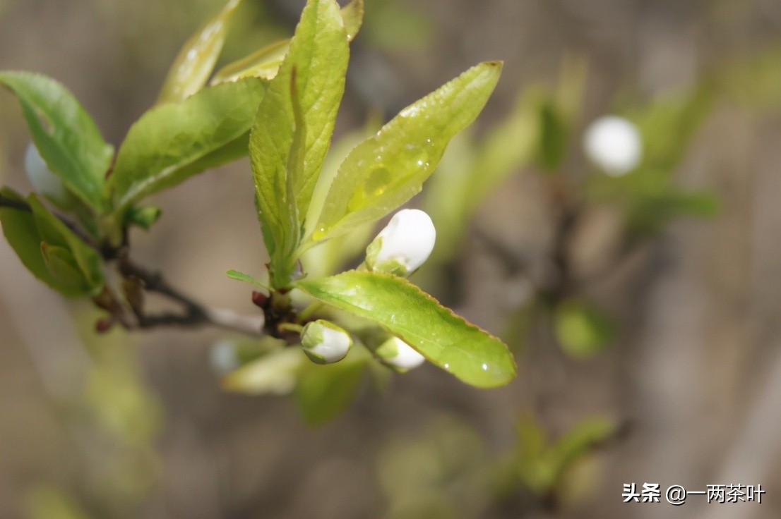 鲁西南方言杂谈-毛包毛