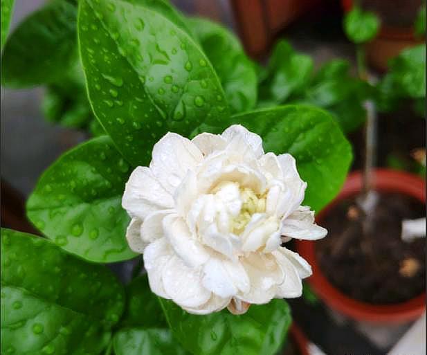 养茉莉花浇肥,养茉莉花放多少水