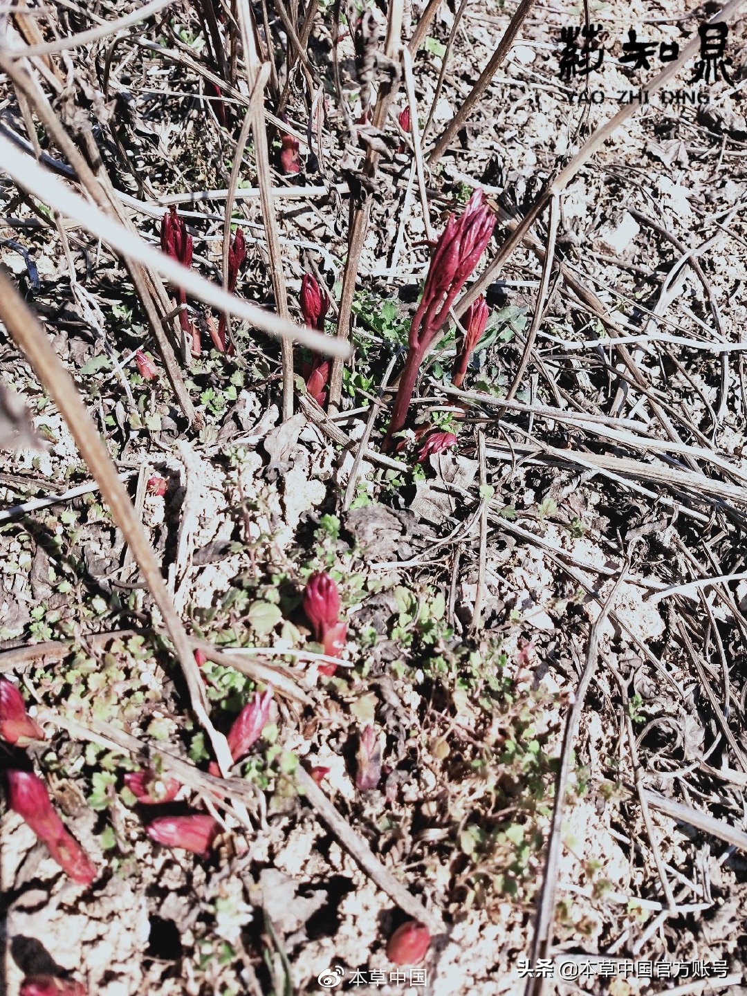 【本草百科·药知鼎——白芍】朵腴花硕,不止于美丽的外表