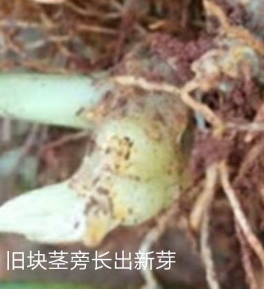 三七盆栽的常见问题,三七盆栽有什么功效