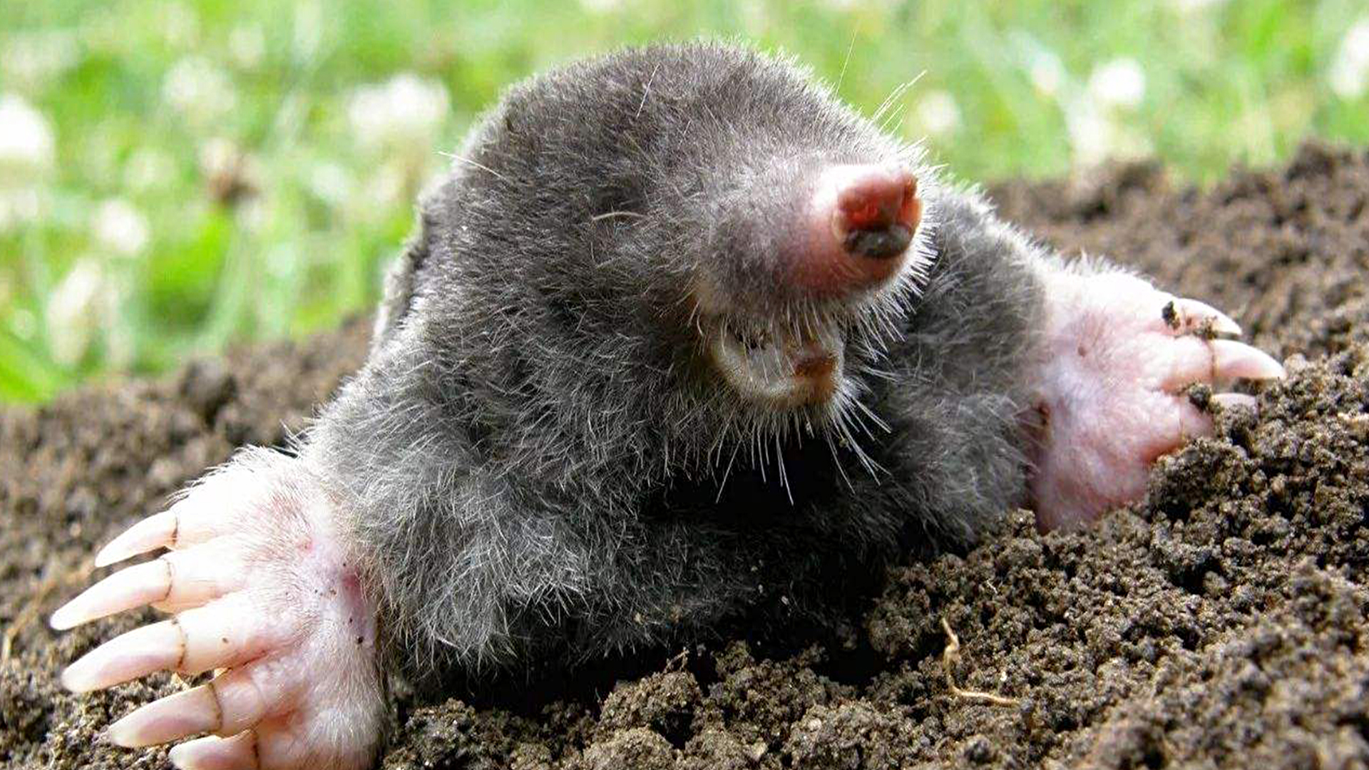 蜗牛智商高的动物,盘点动物世界最慢的动物蜗牛