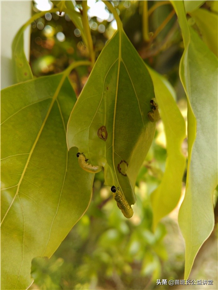 香樟和什么树防害虫,香樟地下害虫
