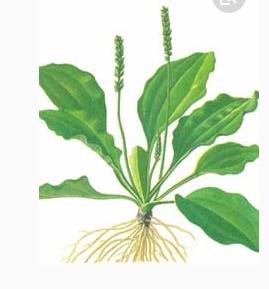 整合——28种青草药,赶快收藏备用!