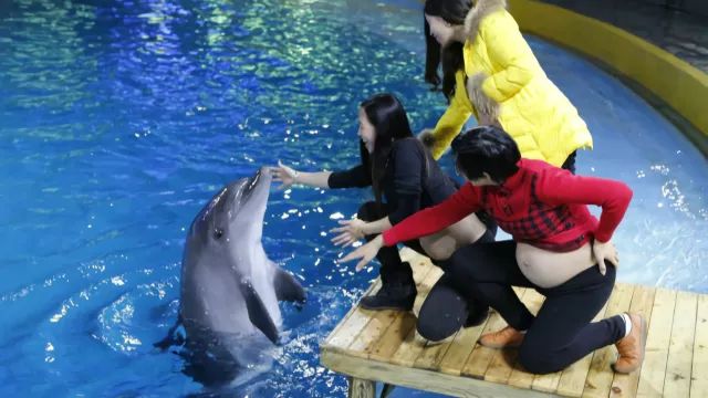 胎教听海豚音能开发胎儿大脑吗,海豚胎教声音视频