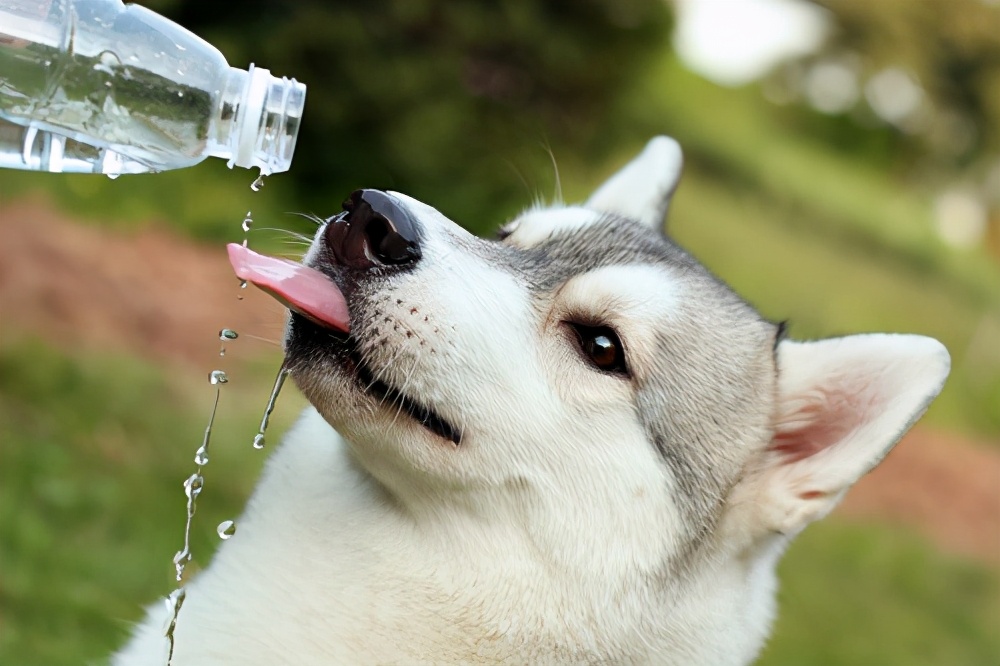 狗狗尿后有几滴血,狗狗尿尿的时候有血迹