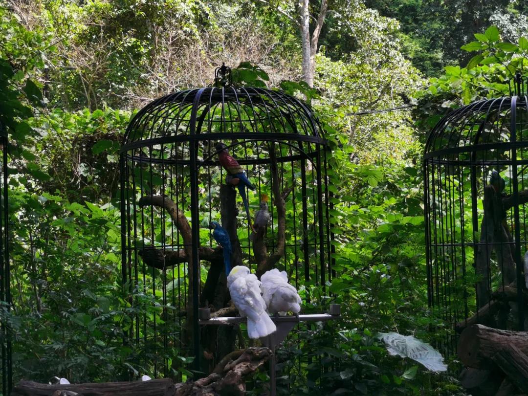 山河忽已秋，最后来西双版纳过个夏