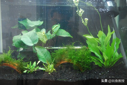 简单草缸制作方法,简单草缸新手入门