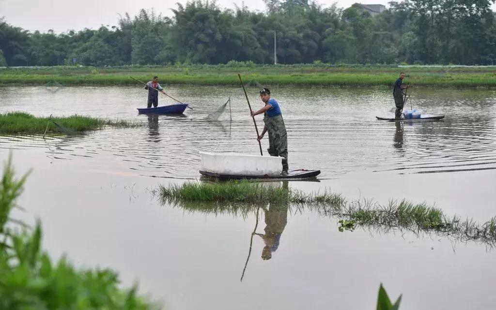 虾塘用什么产品肥水最好,虾塘肥水肥不起来