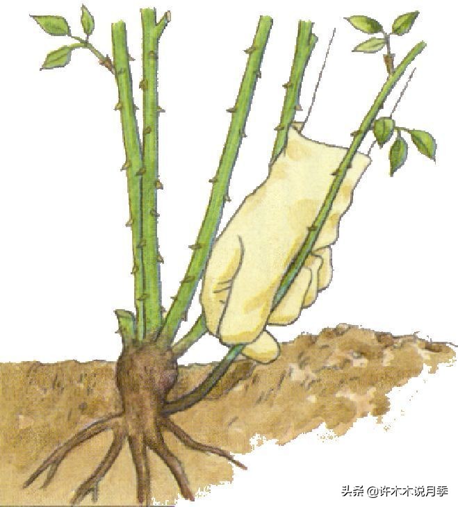 嫁接爬藤月季跟扦插的怎么区分 (蔷薇嫁接月季再扦插能不能生根)