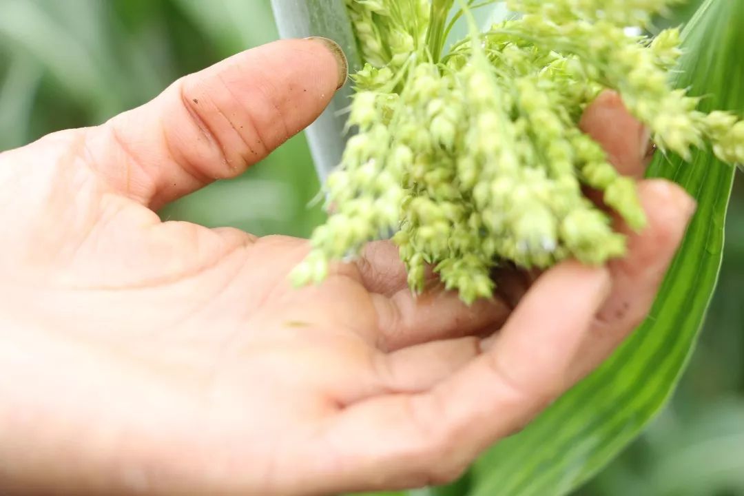 泸州老窖有机高粱种植基地,泸州老窖高粱种植基地