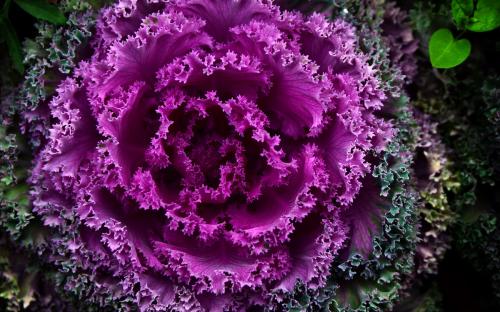 CSC（国家留学基金委）