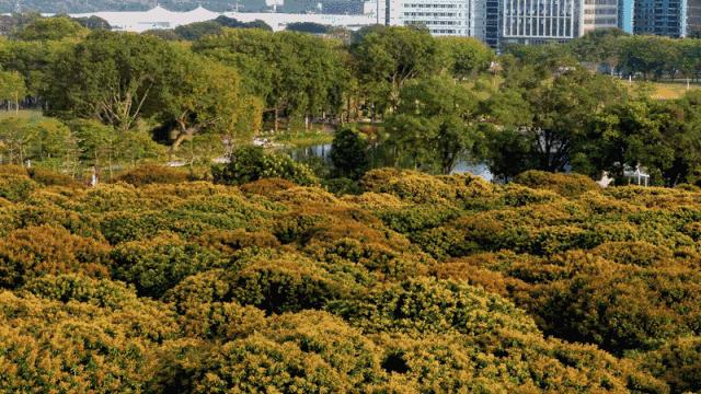 深圳各大公园游览攻略,深圳园博园推荐景点