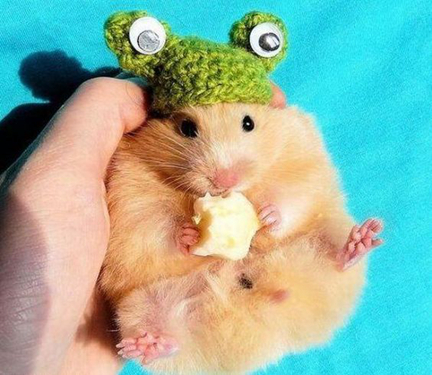 仓鼠贪吃是本性,除此之外吞噬能力与颜值远超噬元兽