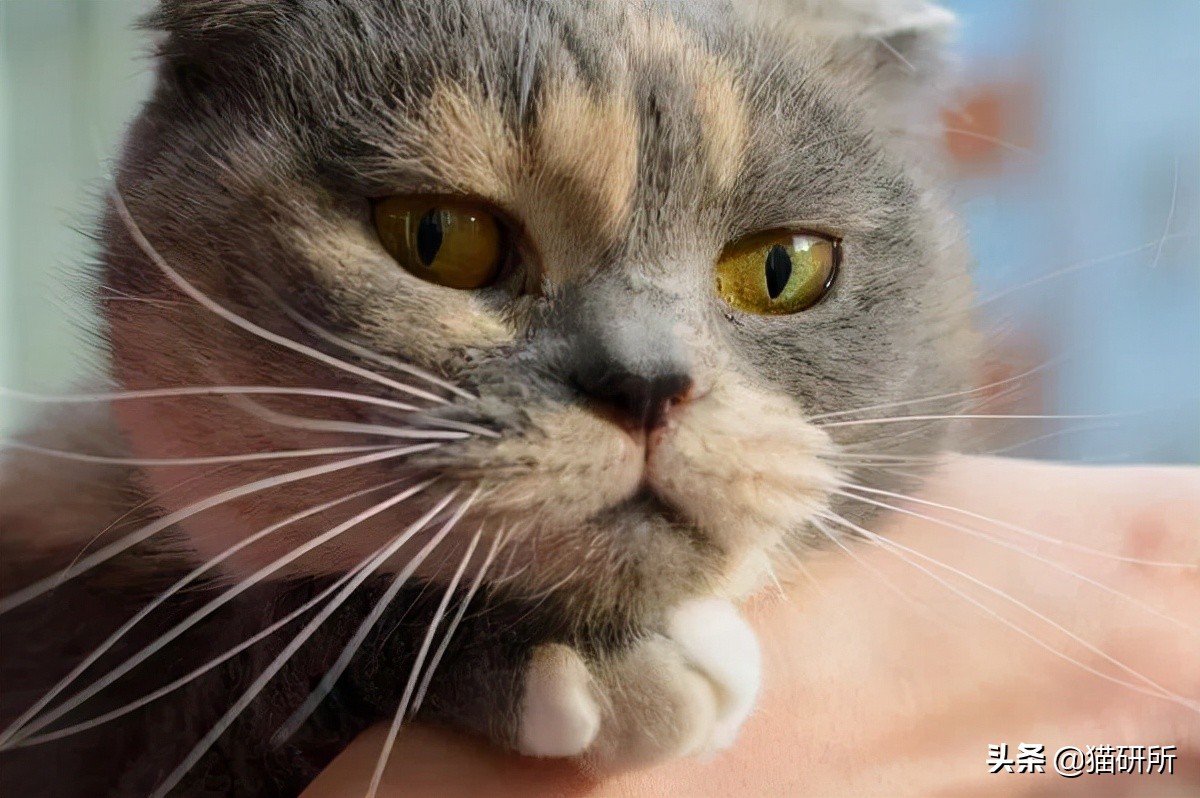 猫咪斗鸡眼是什么意思,猫咪斗鸡眼困倦不爱动微微颤抖