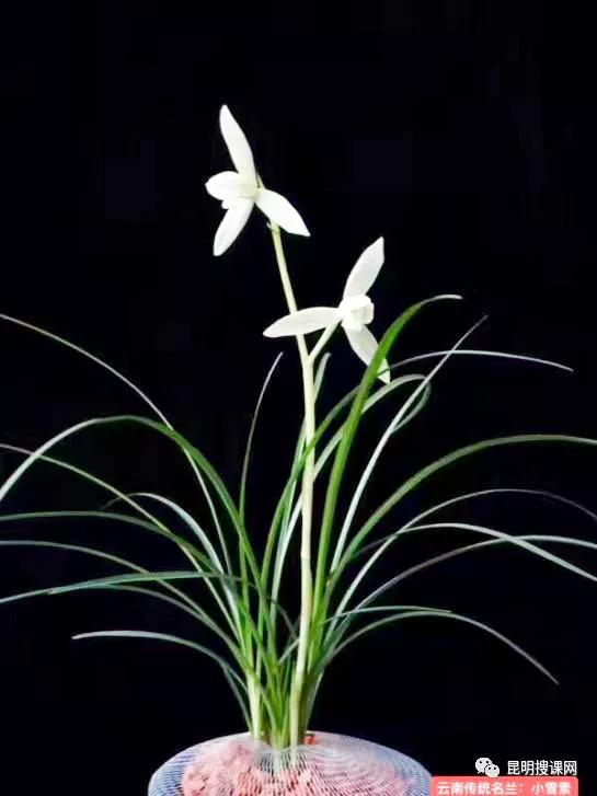 2022年高考语文新高考一卷作文,2022新高考一卷高考语文作文