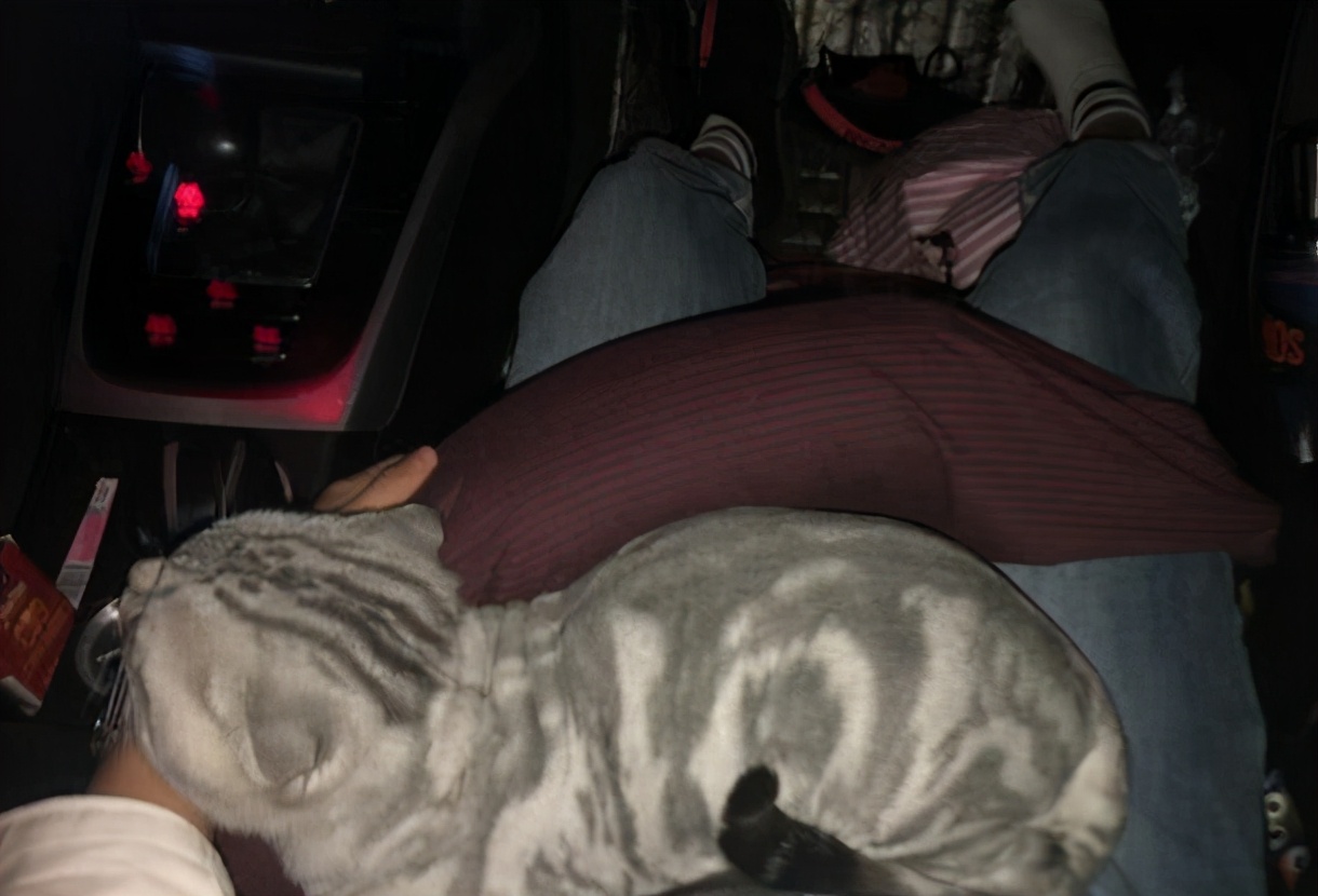 虎斑猫掉毛严重为什么,虎斑猫剃毛后长出来的颜色