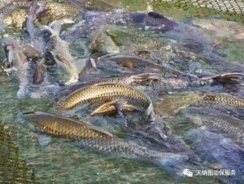 拉网出鱼高峰，鱼却出现掉鳞、不耐运输的现象，该如何做？