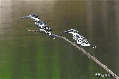 斑鱼狗是不是珍稀鸟类,斑鱼狗为什么不建议养