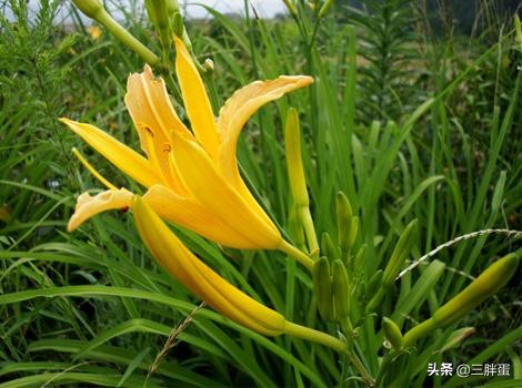 黄花菜开的花原来这么美,你眼中绽放的花