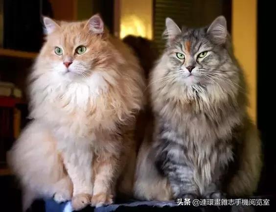 这60种罕见动物你见过几个,60种灭绝的动物