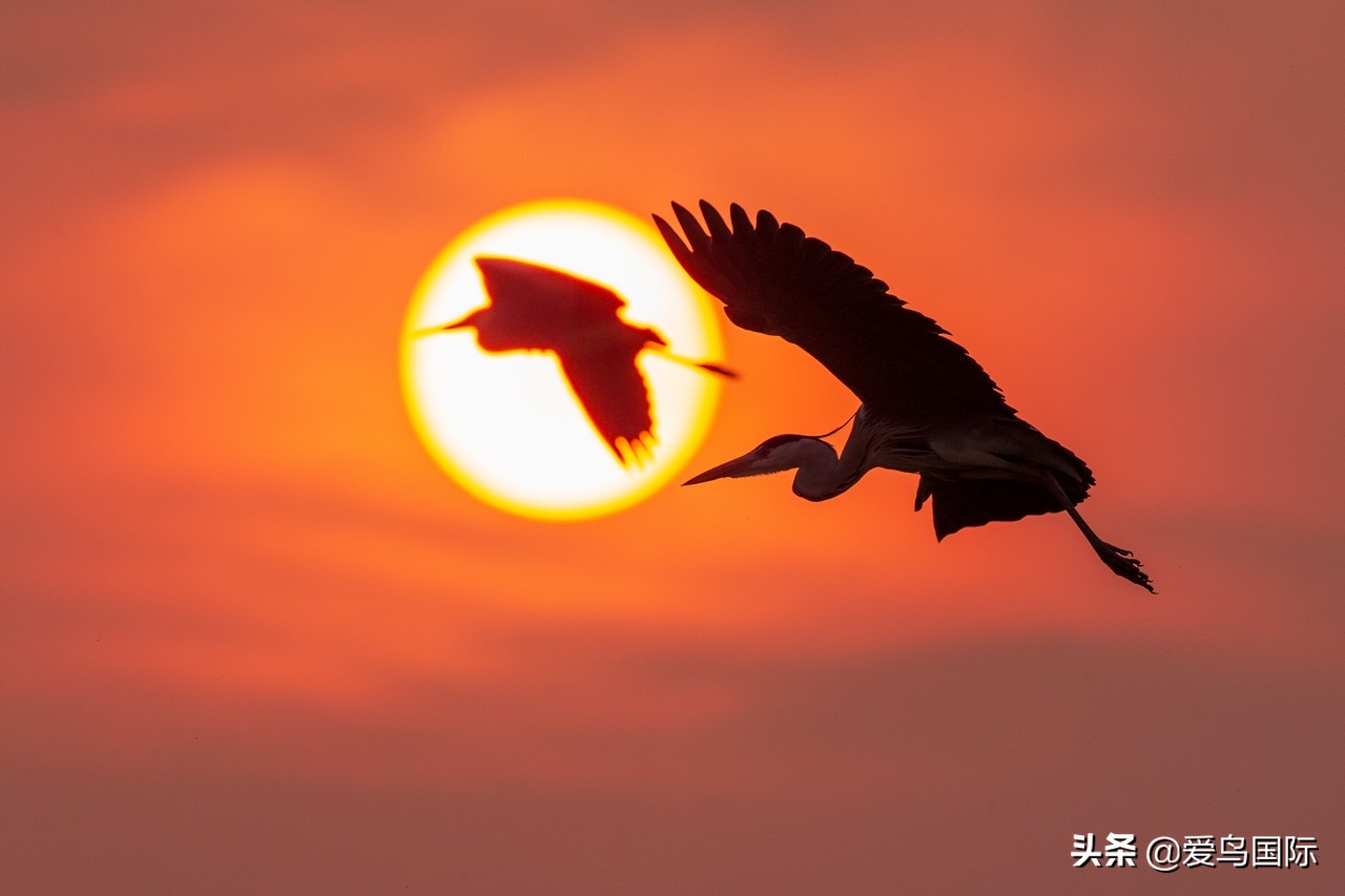 鸟类欣赏,鸟类观鸟图片
