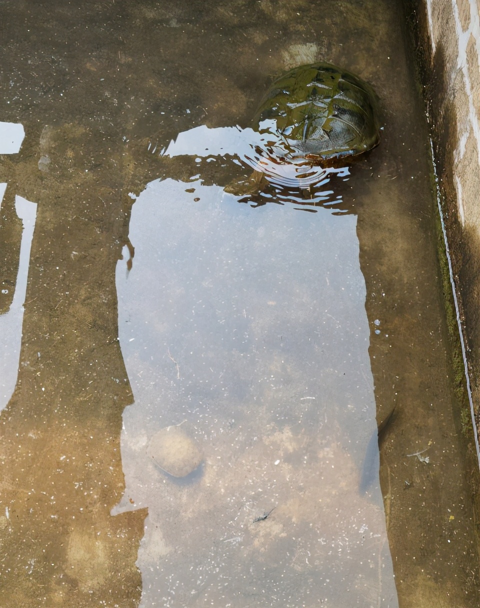 野外岸边发现乌龟,福建抓到的乌龟