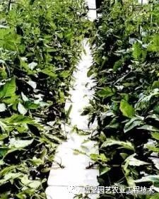 无土栽培的基质处理措施有哪些,无土栽培常用的栽培基质有什么