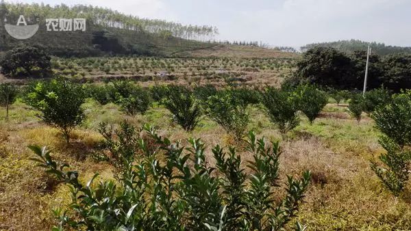 有机菌肥哪个品牌最好,有机菌肥多少钱一袋