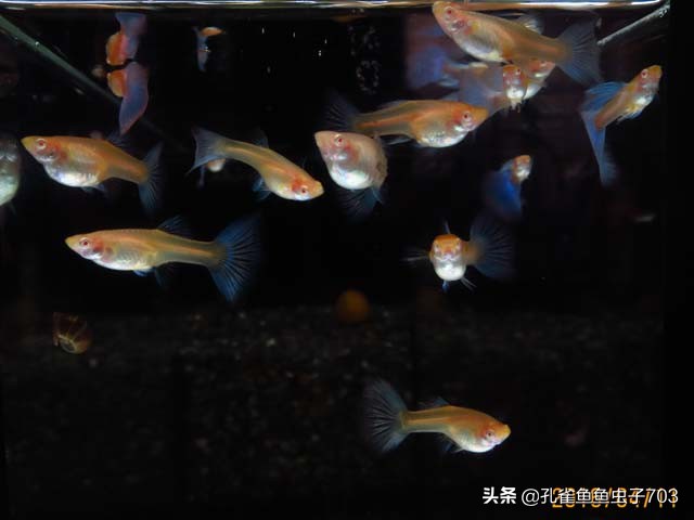 孔雀鱼出现烂尾怎么解决,孔雀鱼出现烂尾怎么办