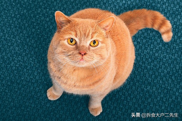 哪款猫粮全是诱食剂,没有诱食剂的平价猫粮