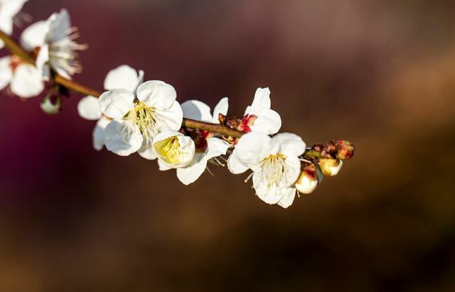 梅花怎样养护大全高清图片,梅花平时怎么养
