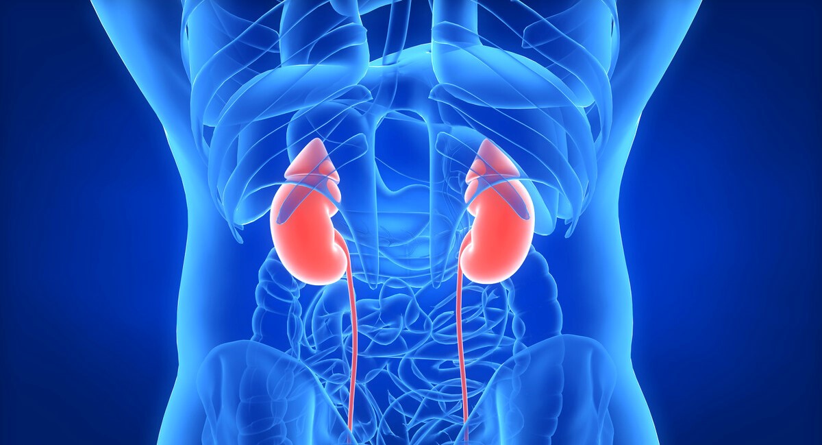 高血压肾病有多大几率发展尿毒症,从高血压到尿毒症的人