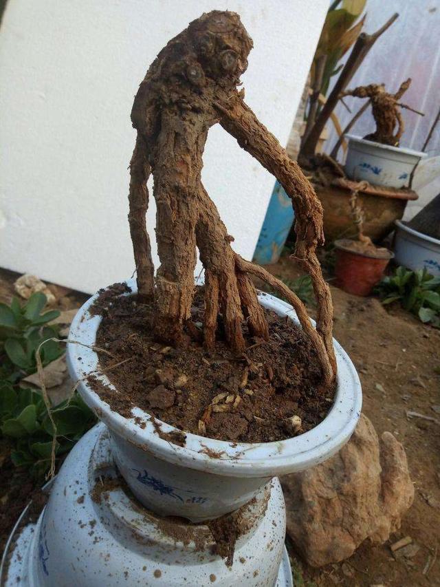 盆景梅花老桩怎么上盆,无花果老桩上盆多久发新芽