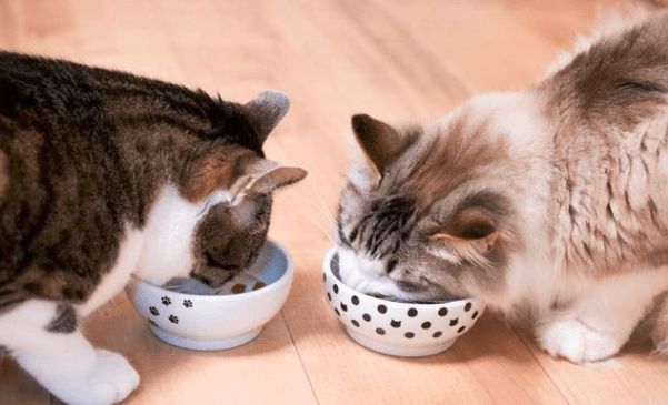 猫咪最不喜欢让人摸的部位,猫咪最喜欢被摸的5个位置