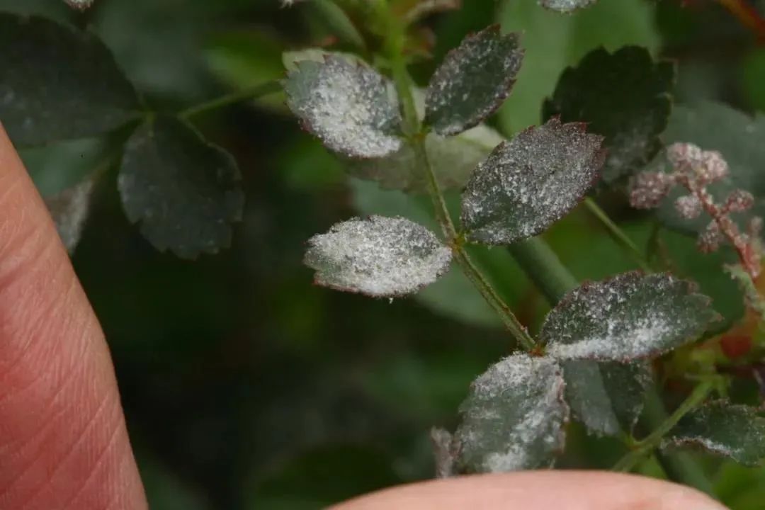 植物叶子上的白粉沫对人有危害吗,植物叶子上发现白色粉怎么处理