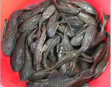 清道夫鱼是垃圾鱼吗,清道夫讨厌什么东西