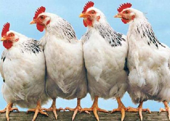 养殖鸡肠炎怎么治,养鸡怎么预防鸡肠道病