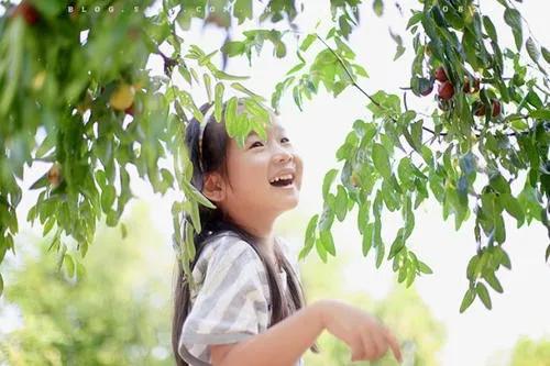 大荔冬枣销售点,品臻大荔冬枣