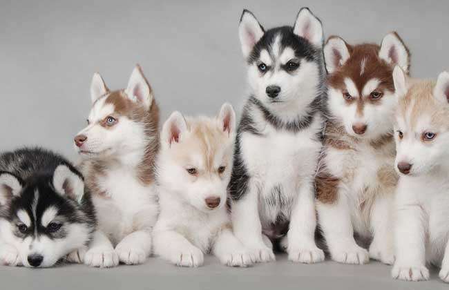 哈士奇要怎么养好它,哈士奇要怎么养