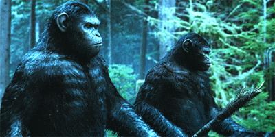 鹦鹉为什么能够模仿人类的语言,鹦鹉会模仿人类的动作吗