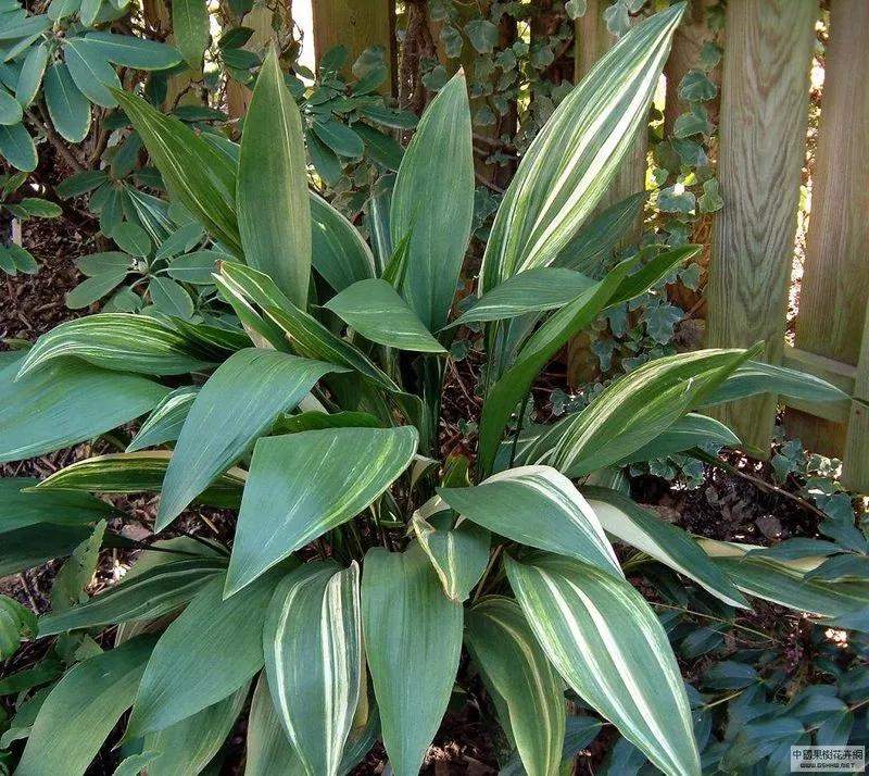 一叶兰根部图片欣赏图,一叶兰种类图片欣赏图