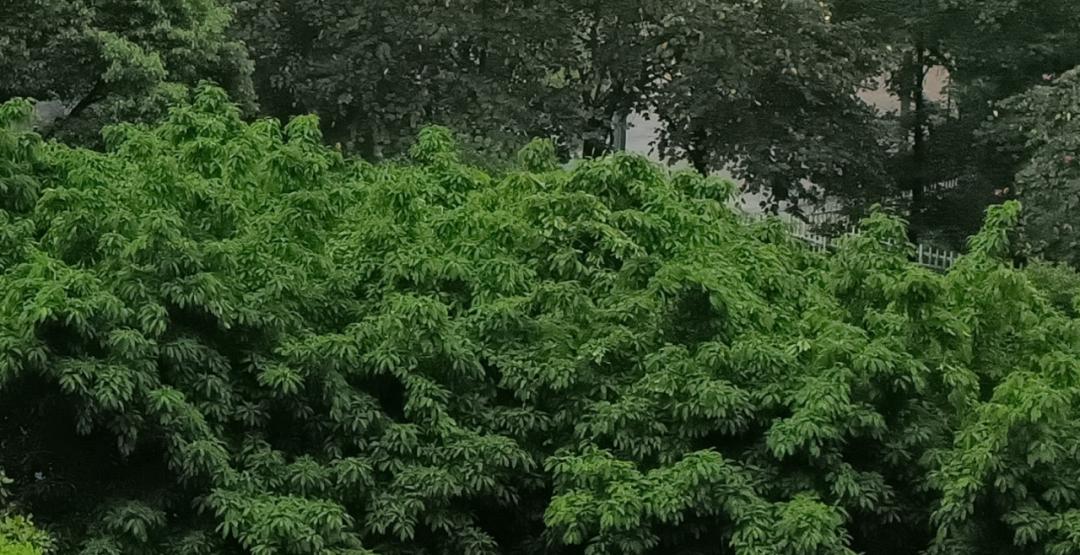 realmeq3是一款直面屏手机吗,realme最具性价比的千元机