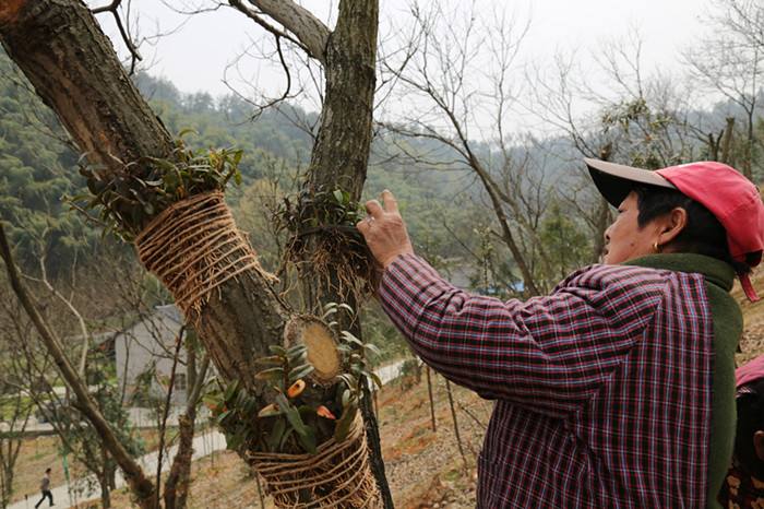 你见过在红豆杉树上种石斛吗？