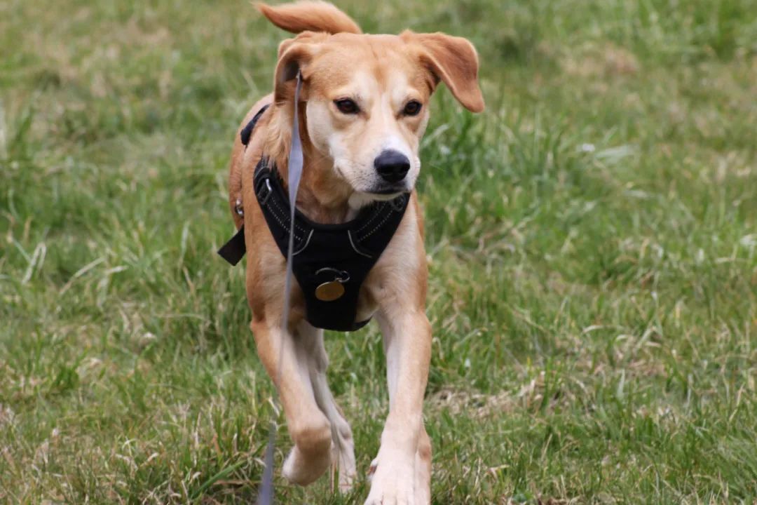 遛狗拉不住怎么办？遛狗时如何避免狗遛人和撒手没？