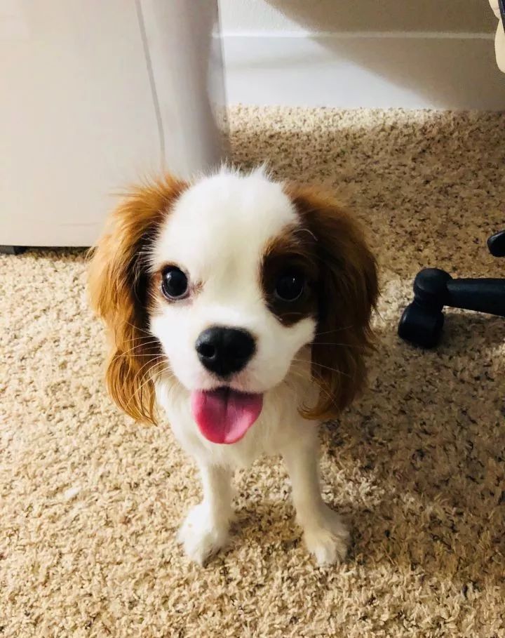 眼睛周围毛色一个白一个棕色，像船长一样