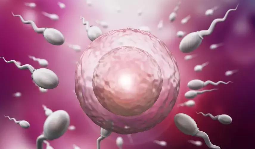 卵泡发育不好如何备孕,想怀孕卵泡不好怎么办