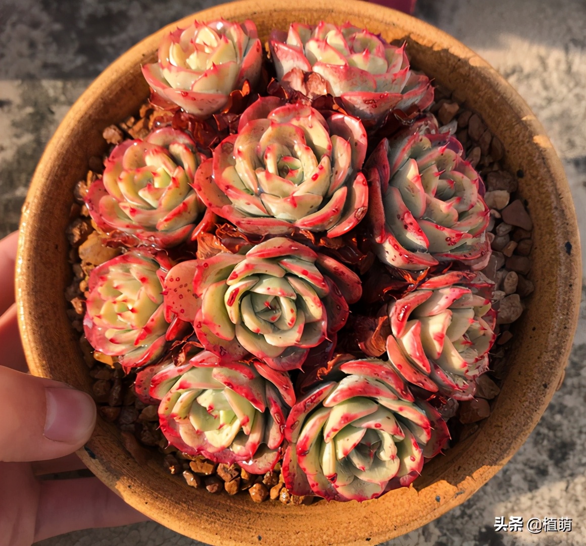 奶油黄桃容易爆棚吗,奶油黄桃好出状态吗