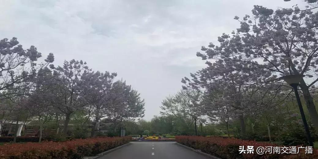 正宗兰考红薯价格,红薯大面积出售