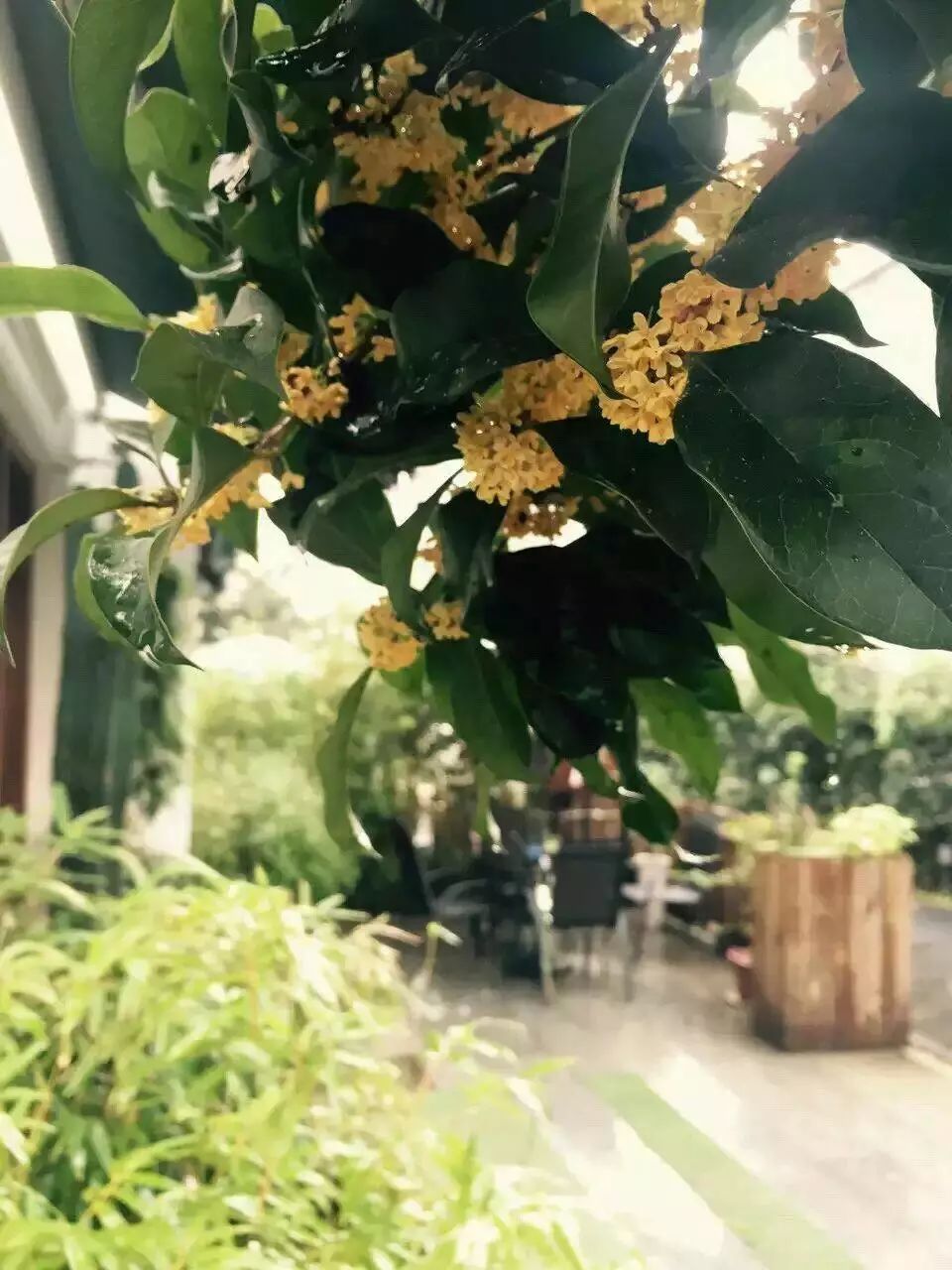 花港一楼茶楼,花港早茶