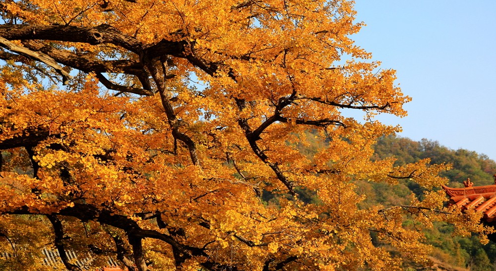 鲁山文殊寺,云雾缭绕人间仙境的寺庙大佛